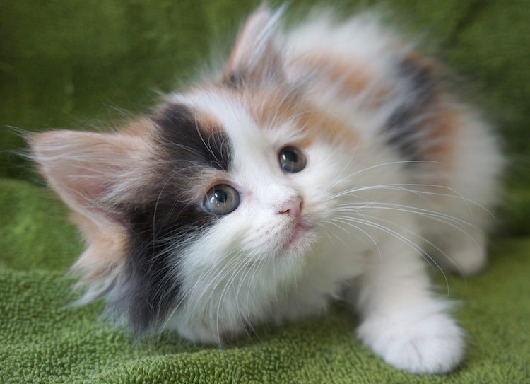 calico rag doll cat